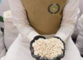 Saudi authorities foil major drug smuggling bid