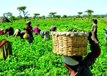 JIL to empower 150,000 cocoa farmers in Nigeria