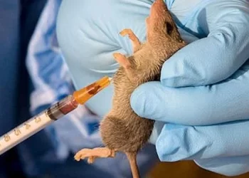 Lassa fever, Cholera kill 240, experts express worry