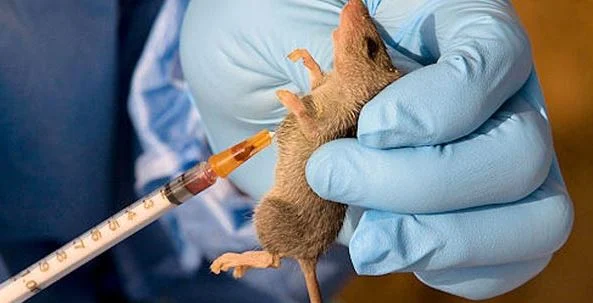 Lassa fever, Cholera kill 240, experts express worry