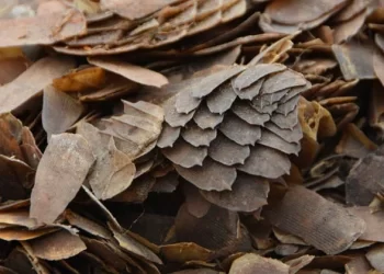 Customs arrest suspects for trafficking 397kg pangolin scales