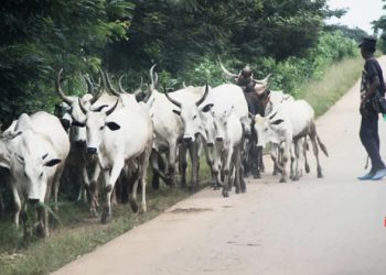 Gombe bans night grazing, cattle movement