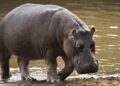 Gombe farmers pay hunters N20,000 monthly to repel hippopotamus attacks