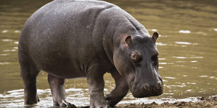 Gombe farmers pay hunters N20,000 monthly to repel hippopotamus attacks