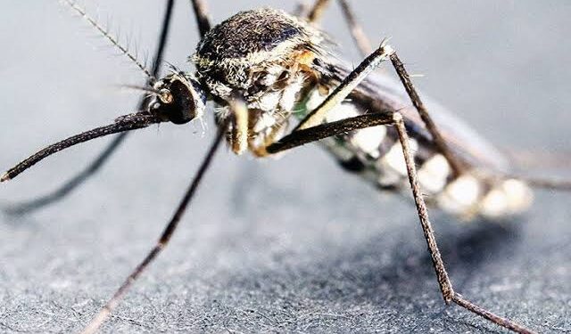 House Committee Chairman Urges Federal Government to Declare Malaria State of Emergency