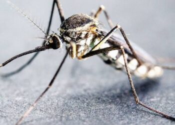 Nigeria Anticipates WHO-Recommended Malaria Vaccine by Mid-2024