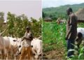 Oyo State Agriculture Stakeholders Rally for Unity Amidst Farmer-Herder Collaboration Talks