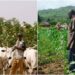 Oyo State Agriculture Stakeholders Rally for Unity Amidst Farmer-Herder Collaboration Talks